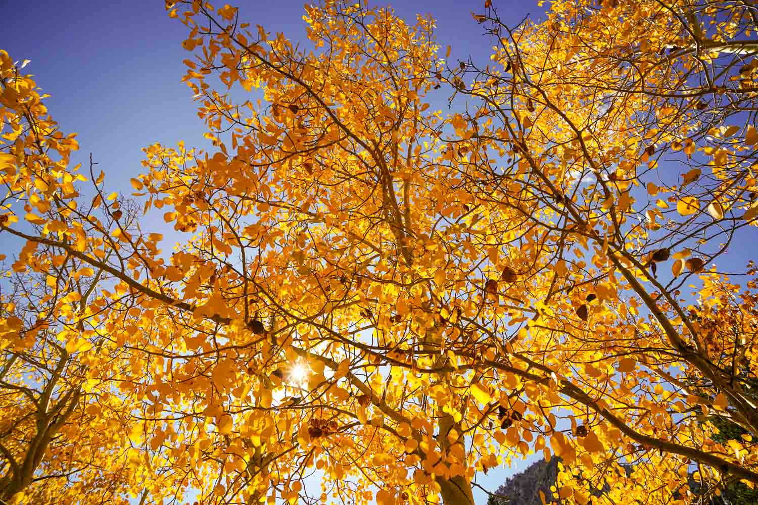 Fall colors