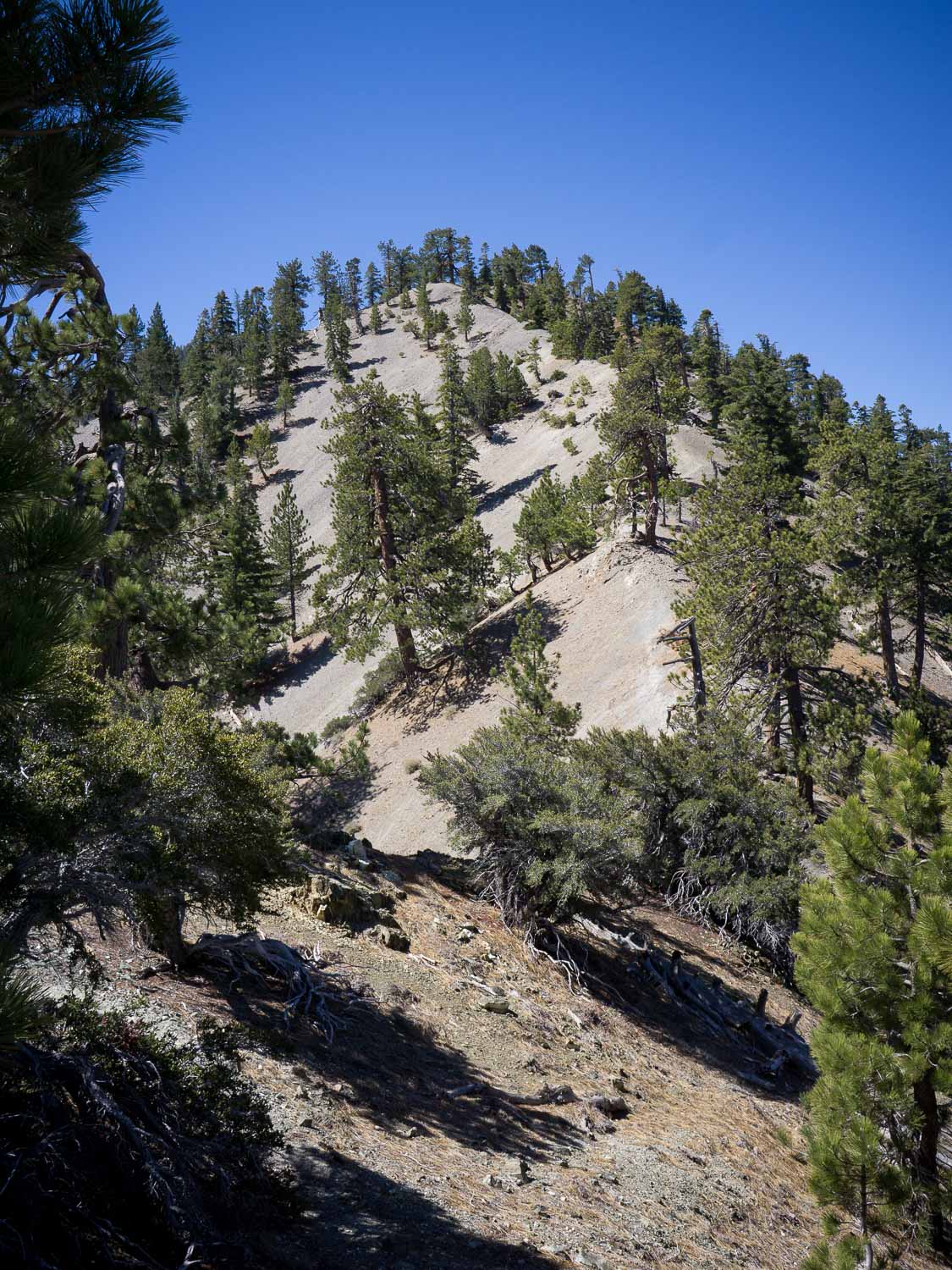 Pine Mountain