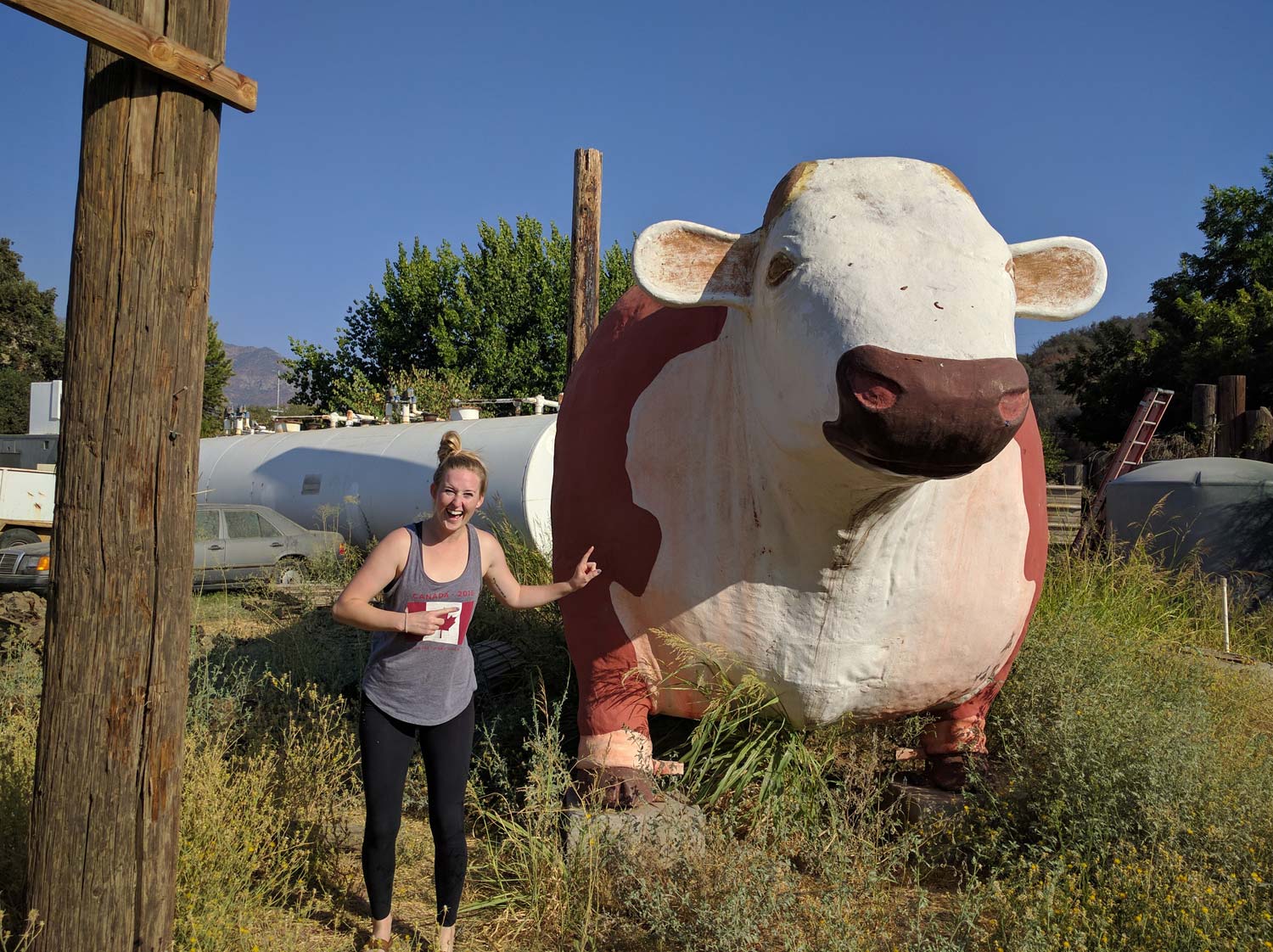 Three Rivers Cow