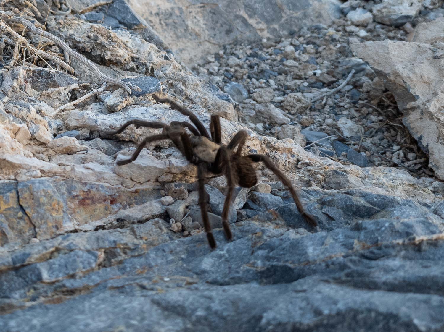 Wildlife